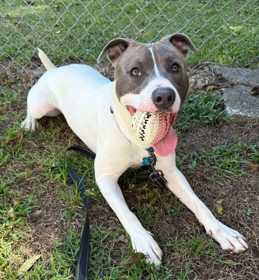 Joey, Adoptable, Young Male American Bulldog.
