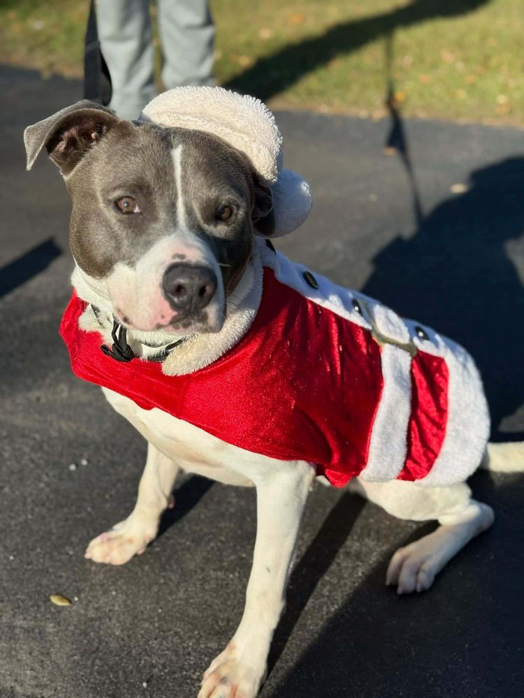Joey, a Adoptable American Bulldog in Milton, FL image 2/4