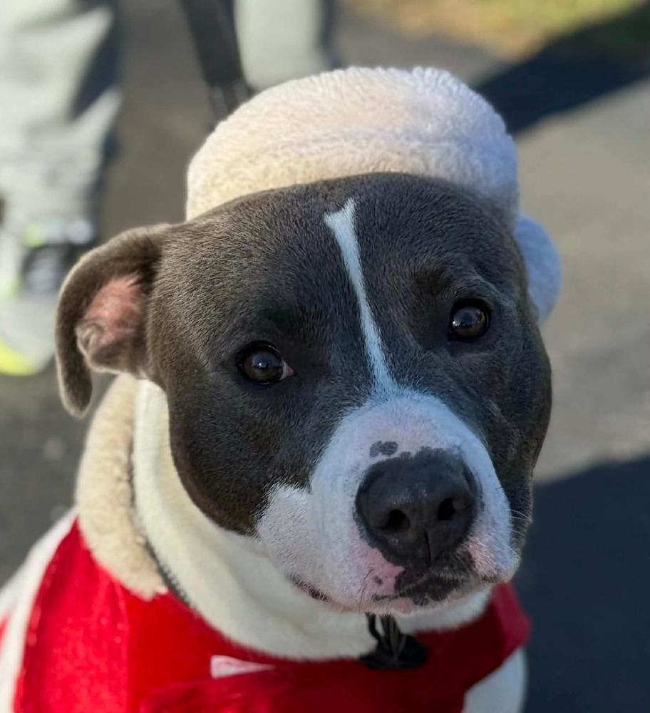 Joey, a Adoptable American Bulldog in Milton, FL image 3/4