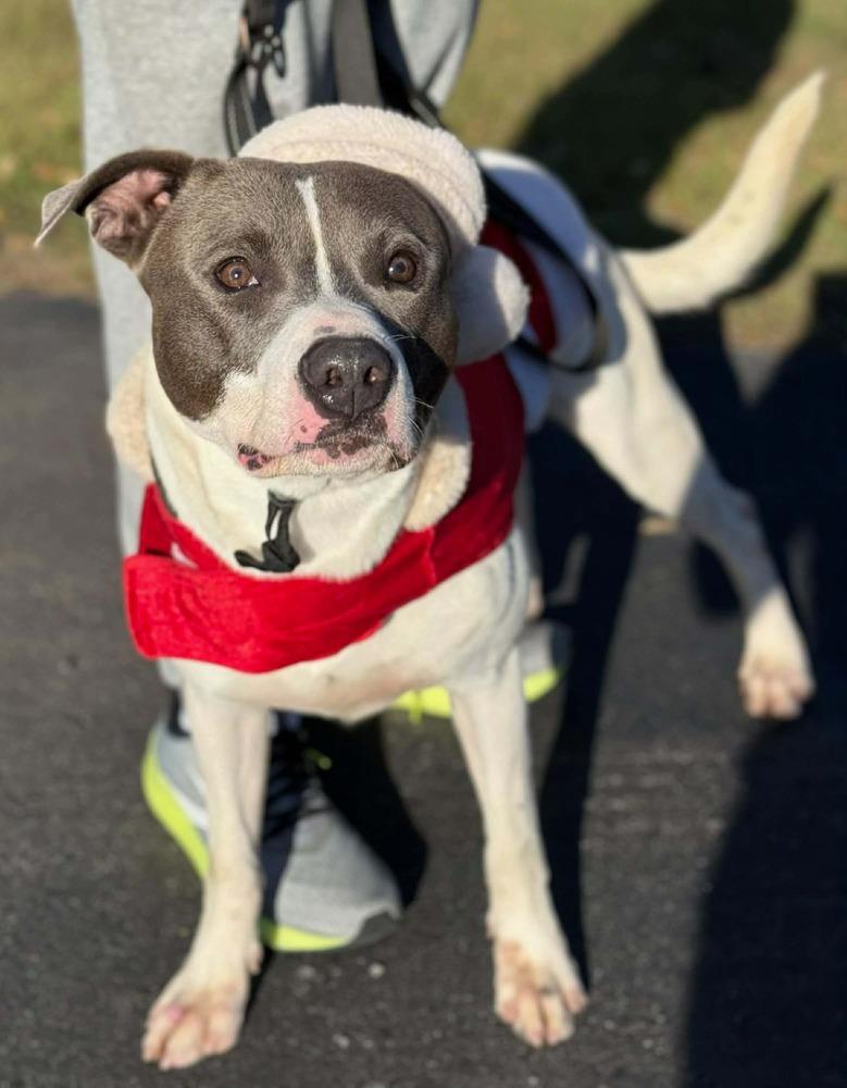 Joey, a Adoptable American Bulldog in Milton, FL image 4/4