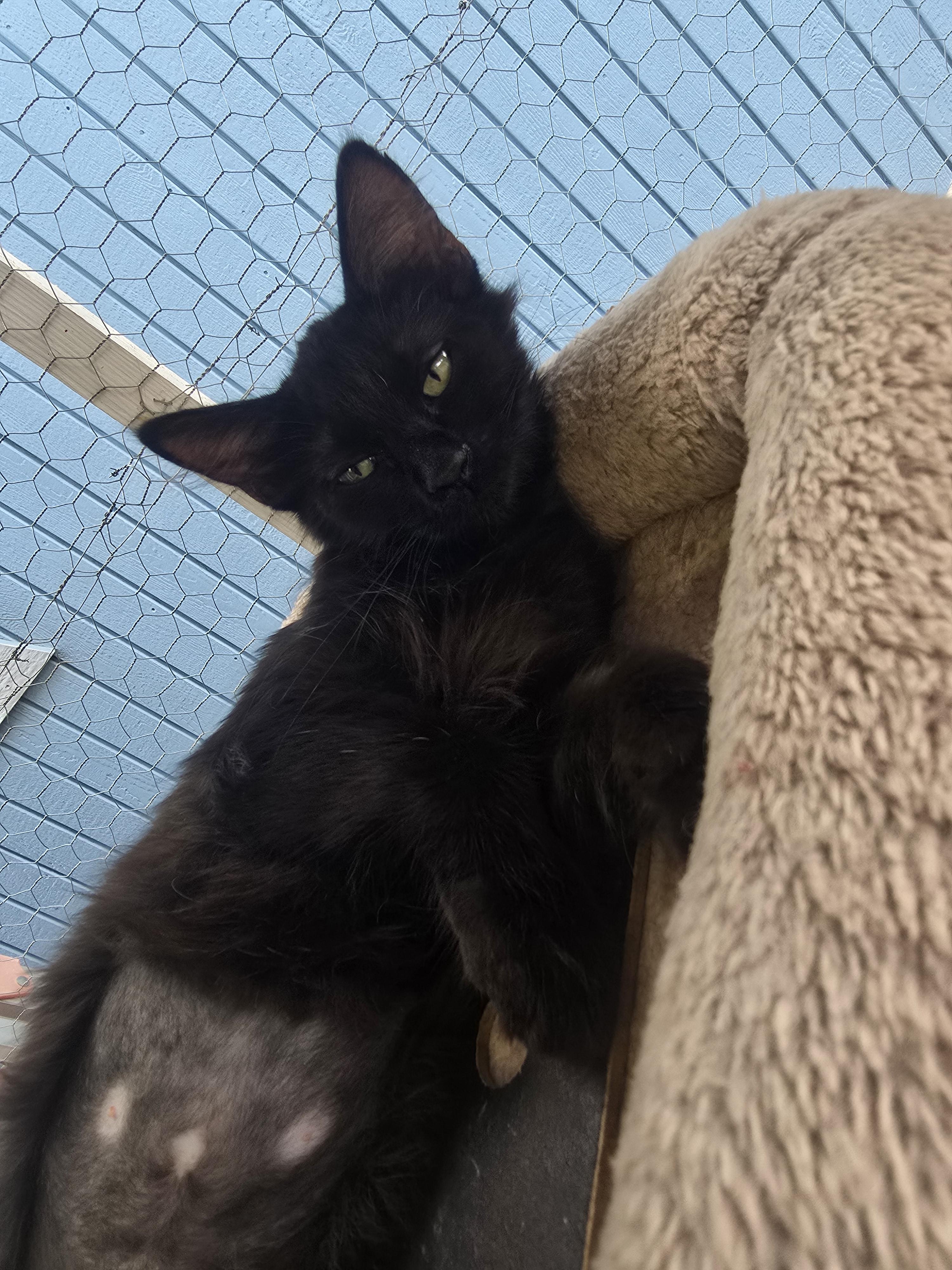 Enlarge Redford, a ADOPTABLE Domestic Short Hair in Globe, AZ image 1/1