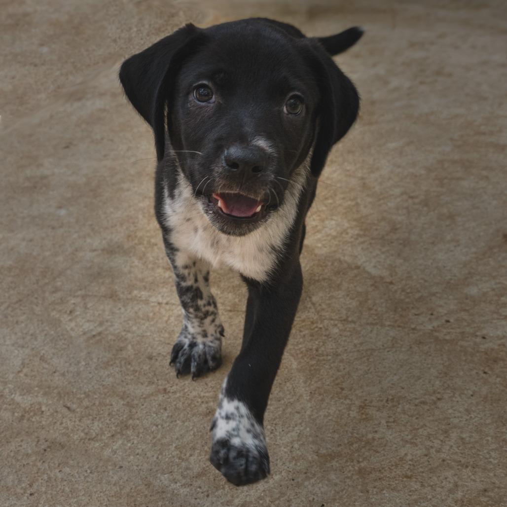 Enlarge Johnny, a Adoptable mixed breed in Wimberley, TX image 1/6