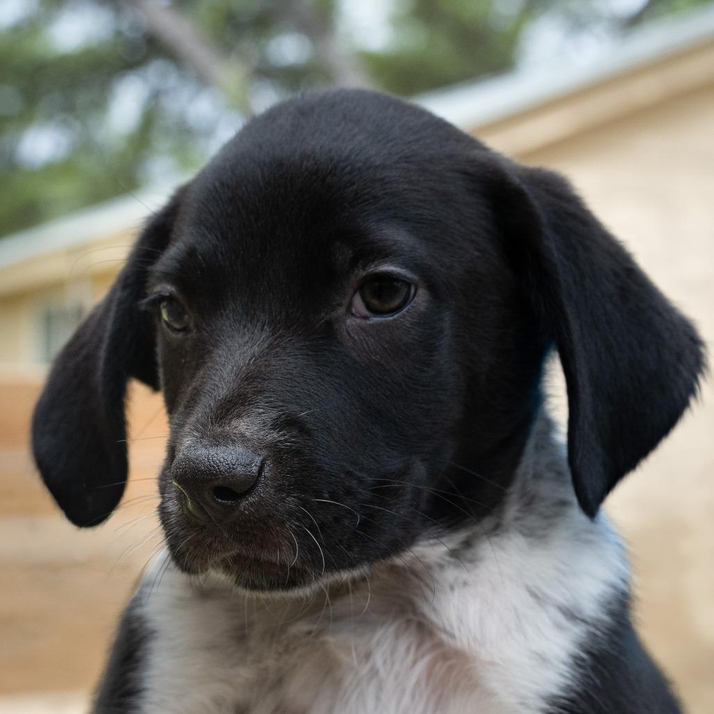 Enlarge Johnny, a Adoptable mixed breed in Wimberley, TX image 2/6
