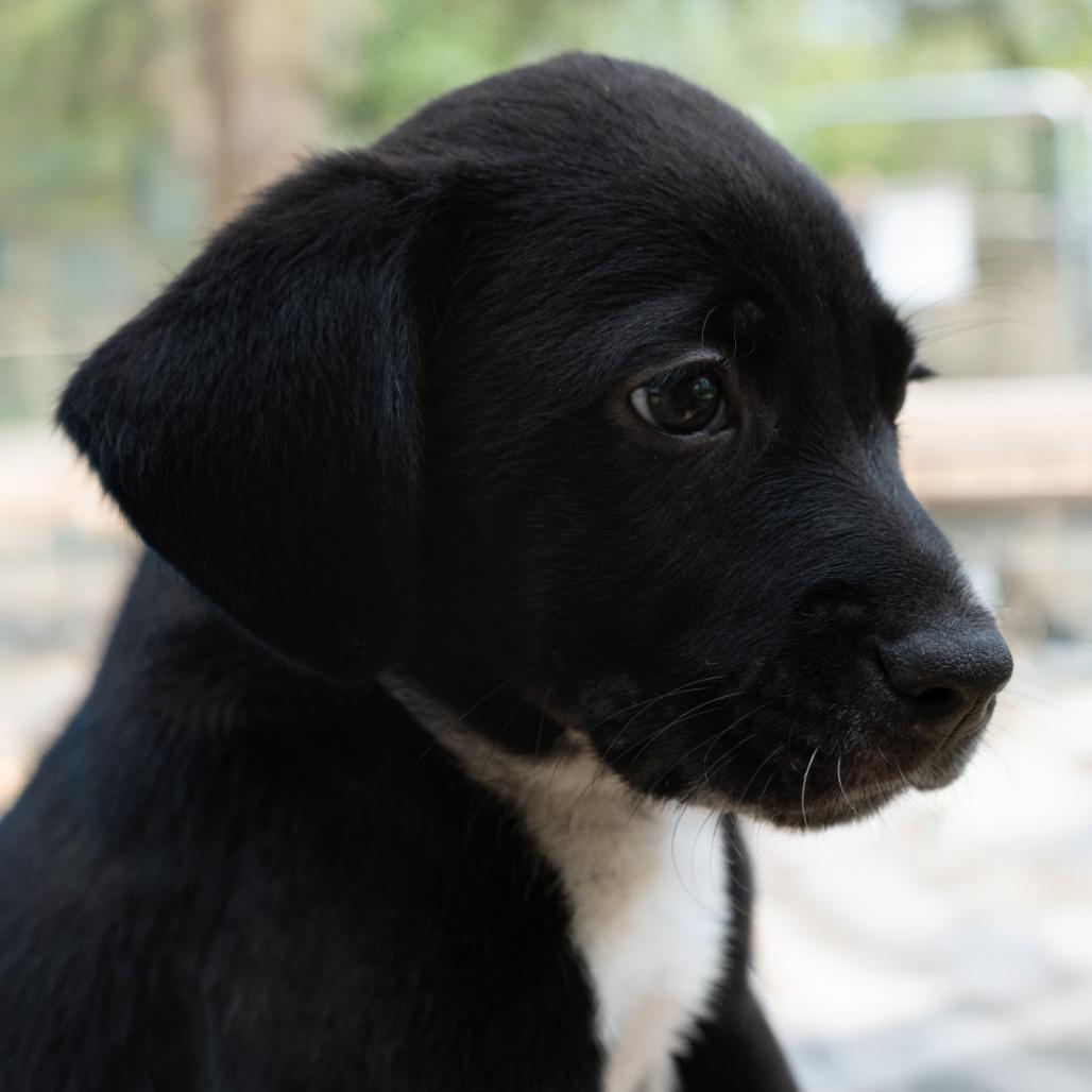 Enlarge Johnny, a Adoptable mixed breed in Wimberley, TX image 4/6
