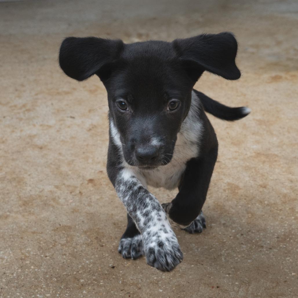Enlarge Johnny, a Adoptable mixed breed in Wimberley, TX image 5/6
