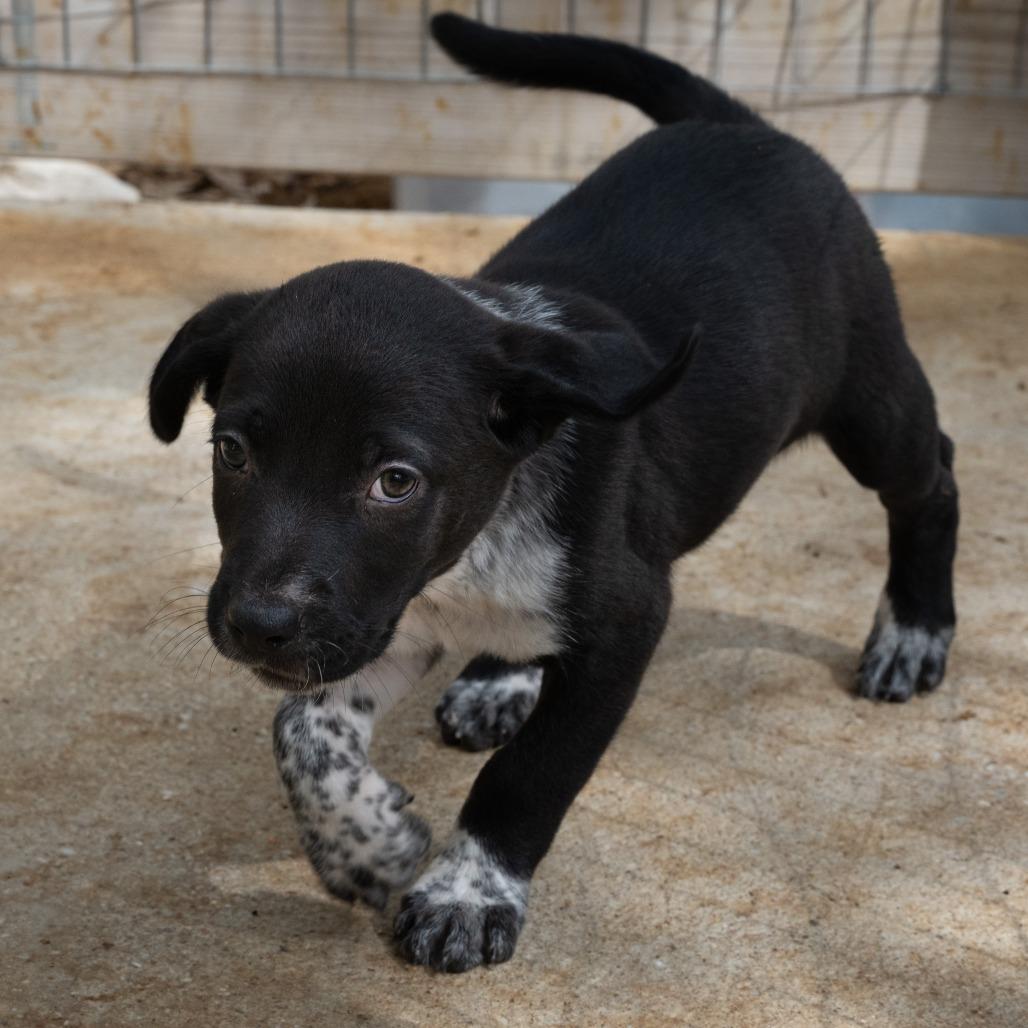 Enlarge Johnny, a Adoptable mixed breed in Wimberley, TX image 6/6