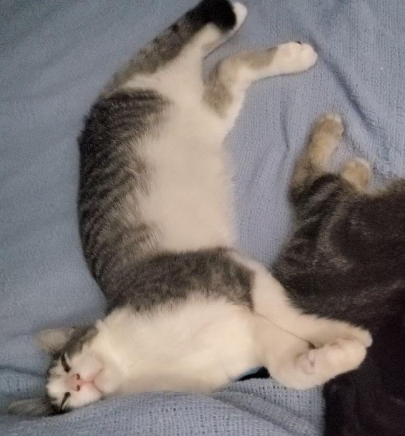 Gaston
