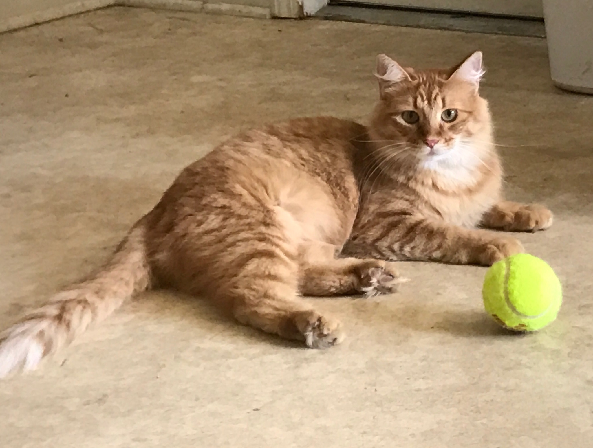 Nemo, Adoptable, Adult Male Domestic Short Hair & Tabby.