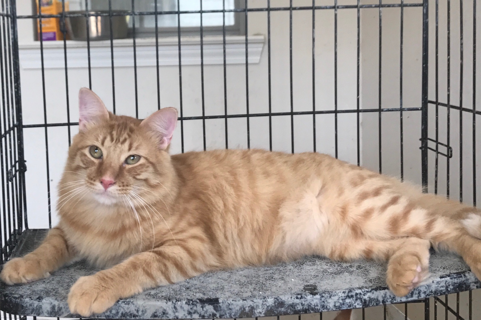 Nemo, a Adoptable mixed breed in Walker, LA image 2/4