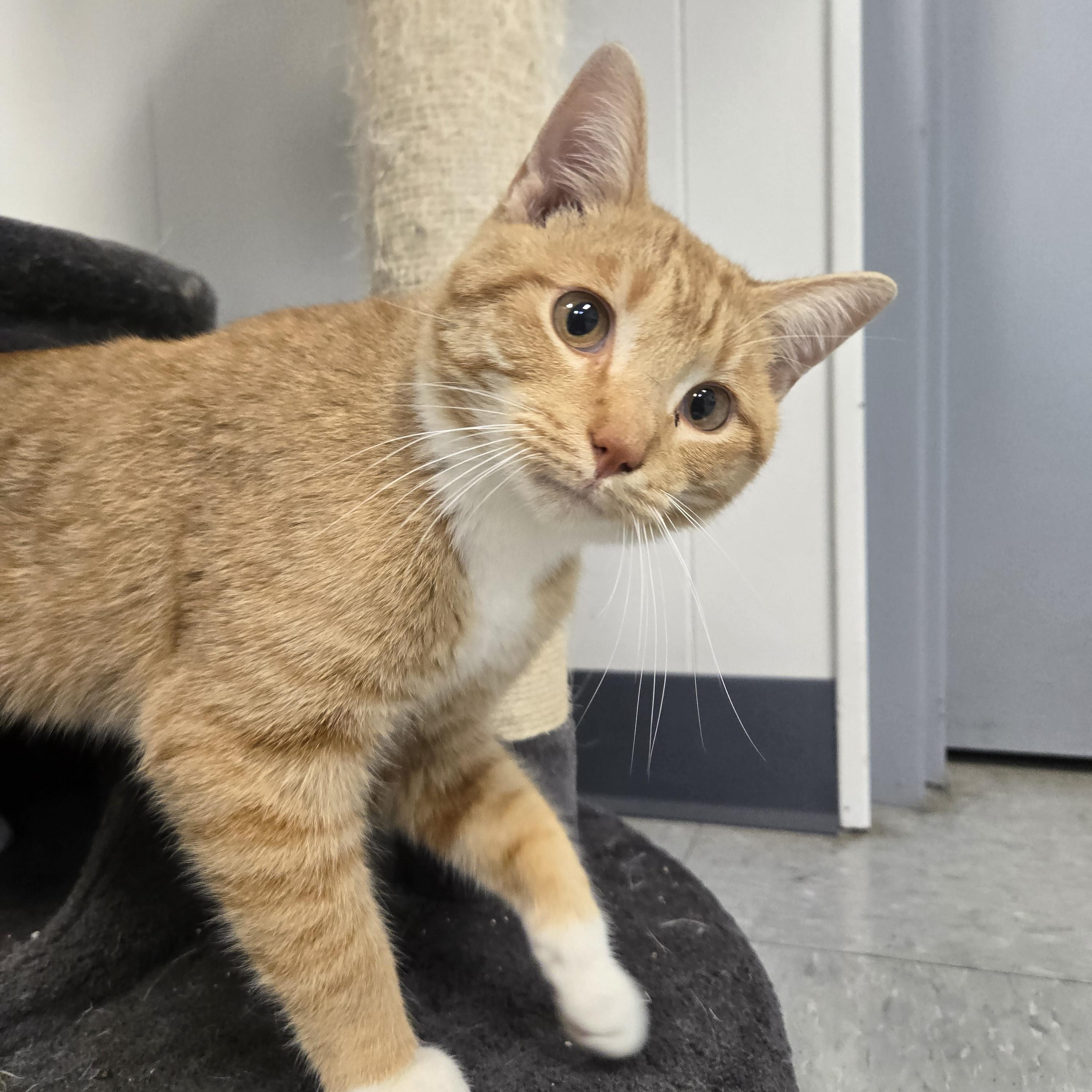 Enlarge Tipsy , an adopted Domestic Short Hair in Xenia , OH image 3/6