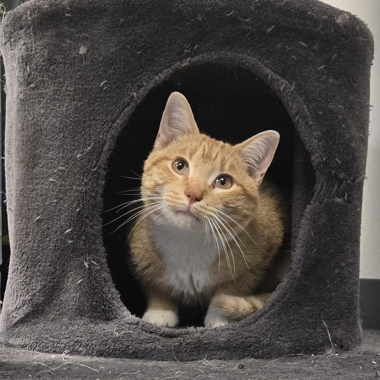 Enlarge Tipsy , an adopted Domestic Short Hair in Xenia , OH image 1/6