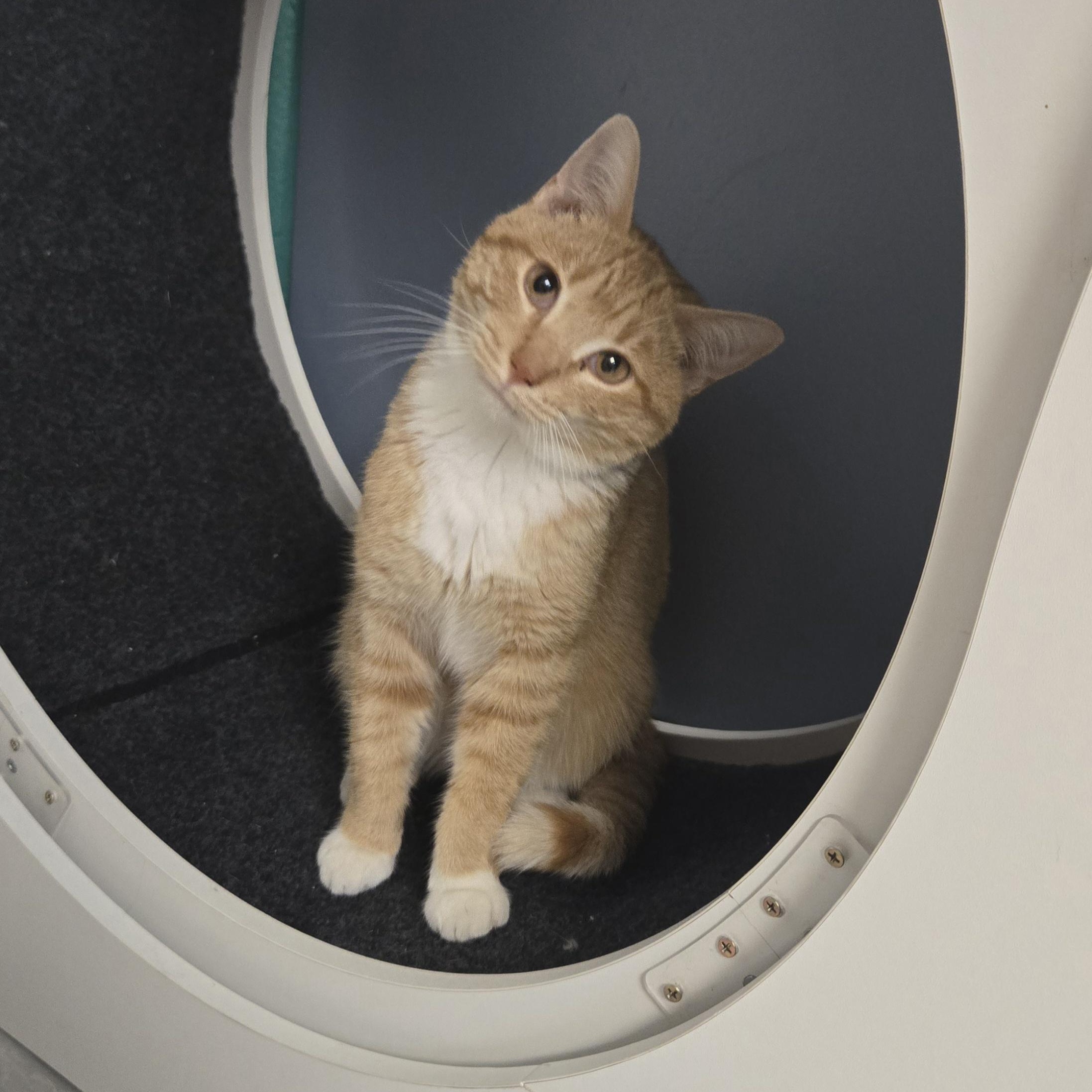 Enlarge Tipsy , an adopted Domestic Short Hair in Xenia , OH image 6/6