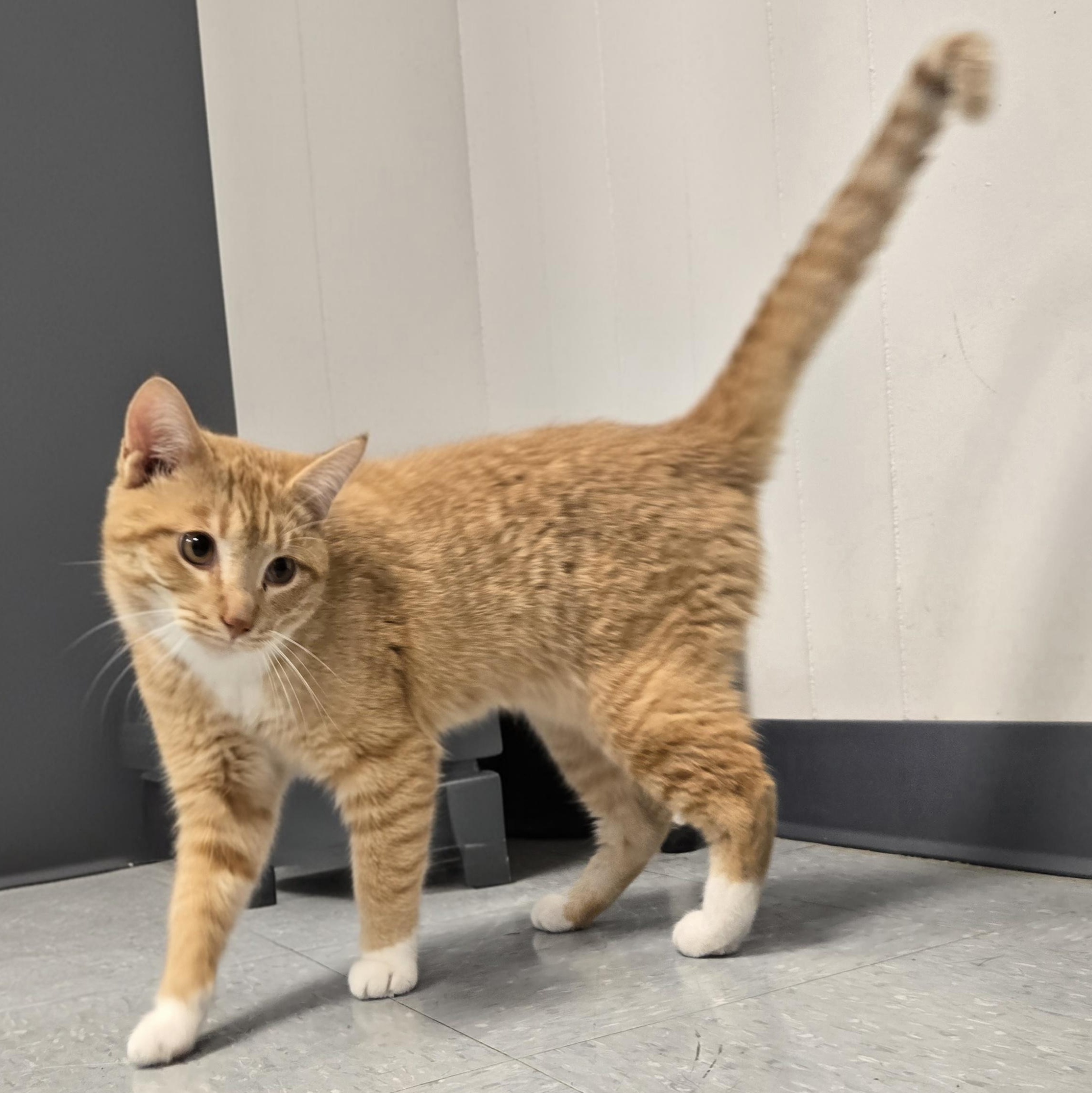 Enlarge Tipsy , an adopted Domestic Short Hair in Xenia , OH image 4/6