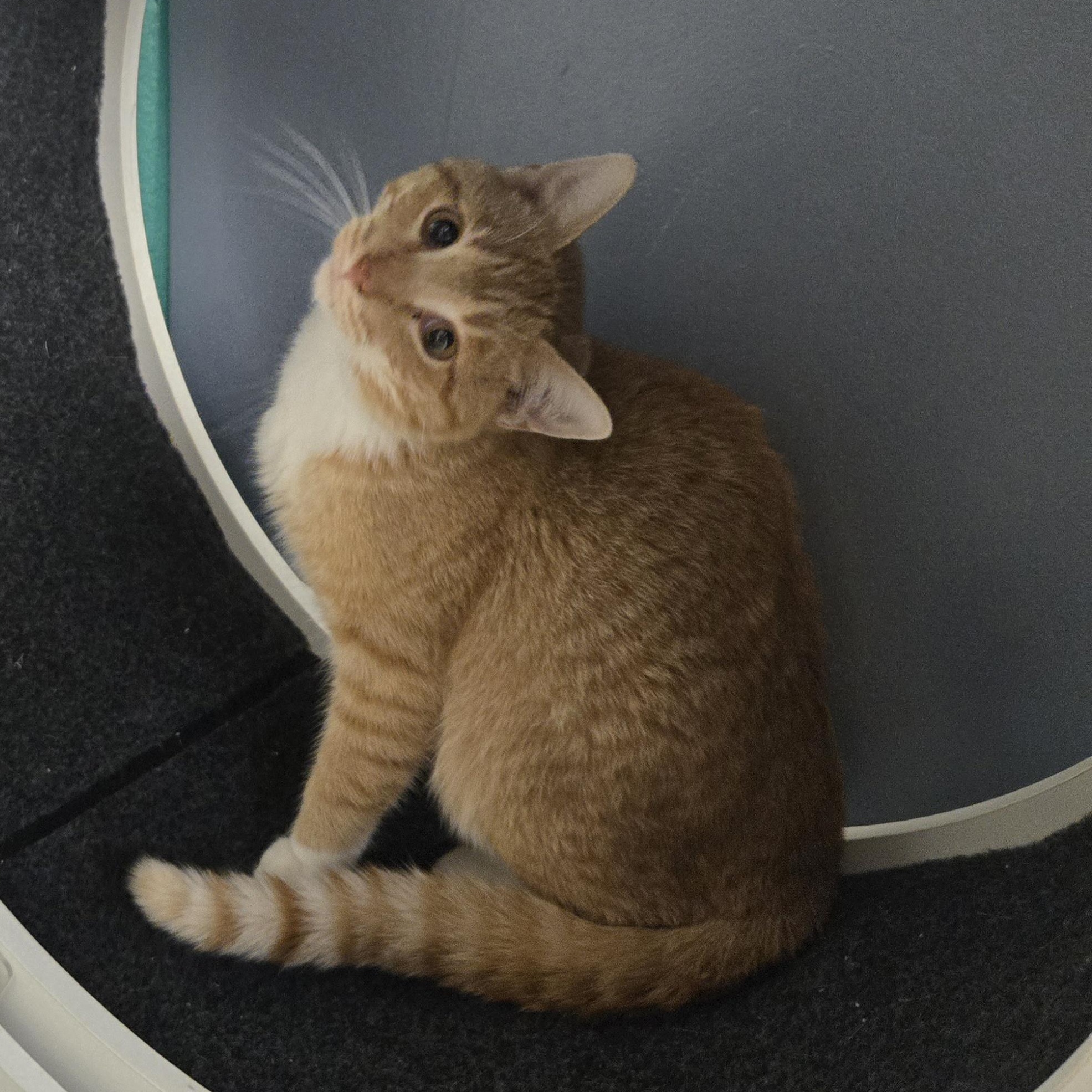 Enlarge Tipsy , an adopted Domestic Short Hair in Xenia , OH image 2/6