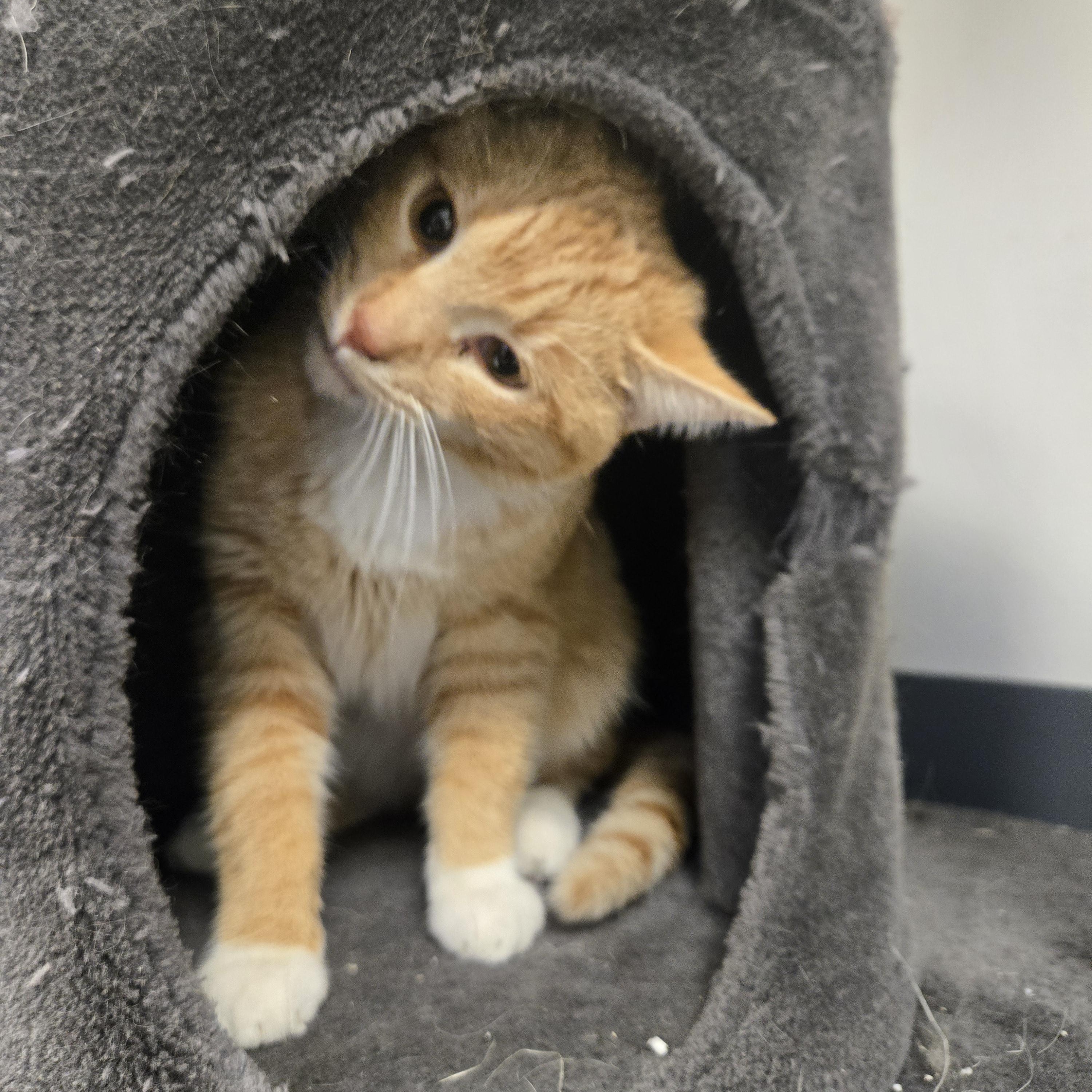 Enlarge Tipsy , an adopted Domestic Short Hair in Xenia , OH image 5/6