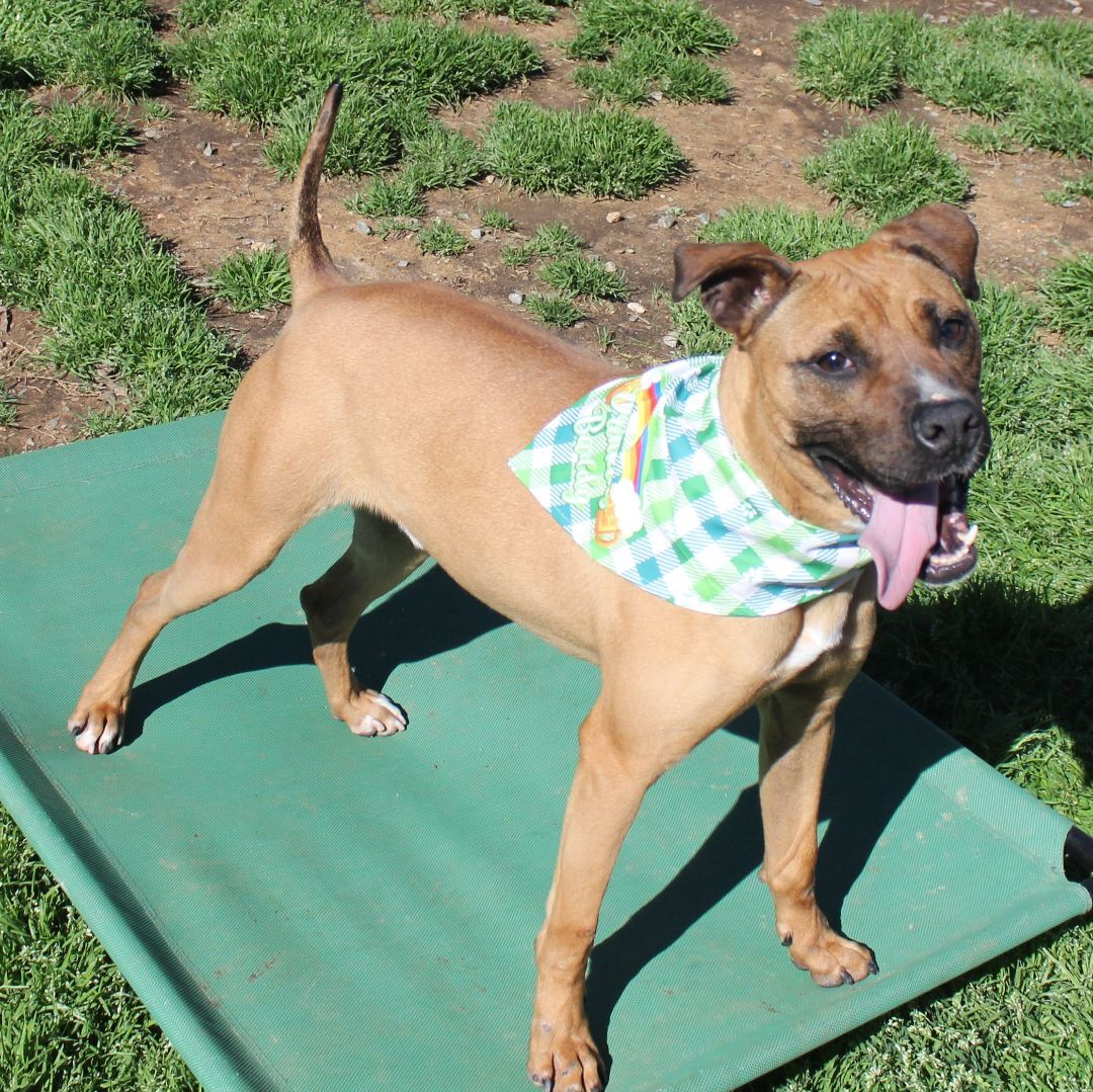 Sanders, a Adoptable mixed breed in Shelby, NC image 2/14