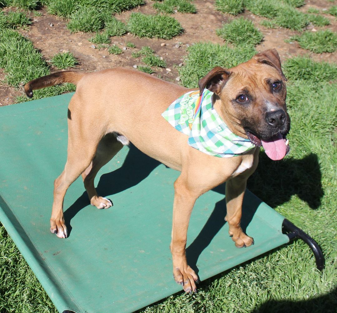 Sanders, a Adoptable mixed breed in Shelby, NC image 3/14