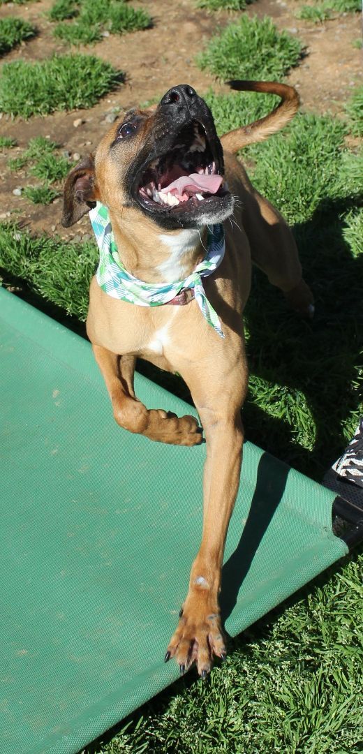 Sanders, a Adoptable mixed breed in Shelby, NC image 4/14