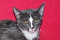 Enlarge Nina, a Adoptable Domestic Short Hair in Woodland Hills, CA image 1/1
