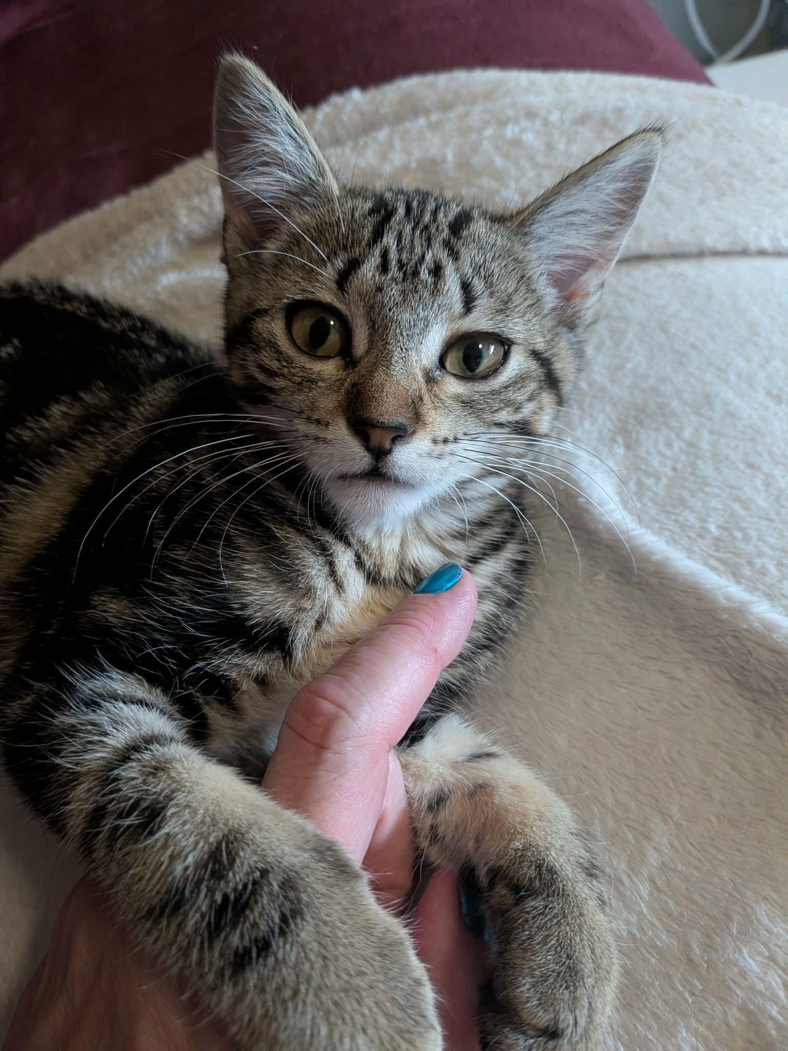 D.Va, adopted, Kitten Female Domestic Short Hair.