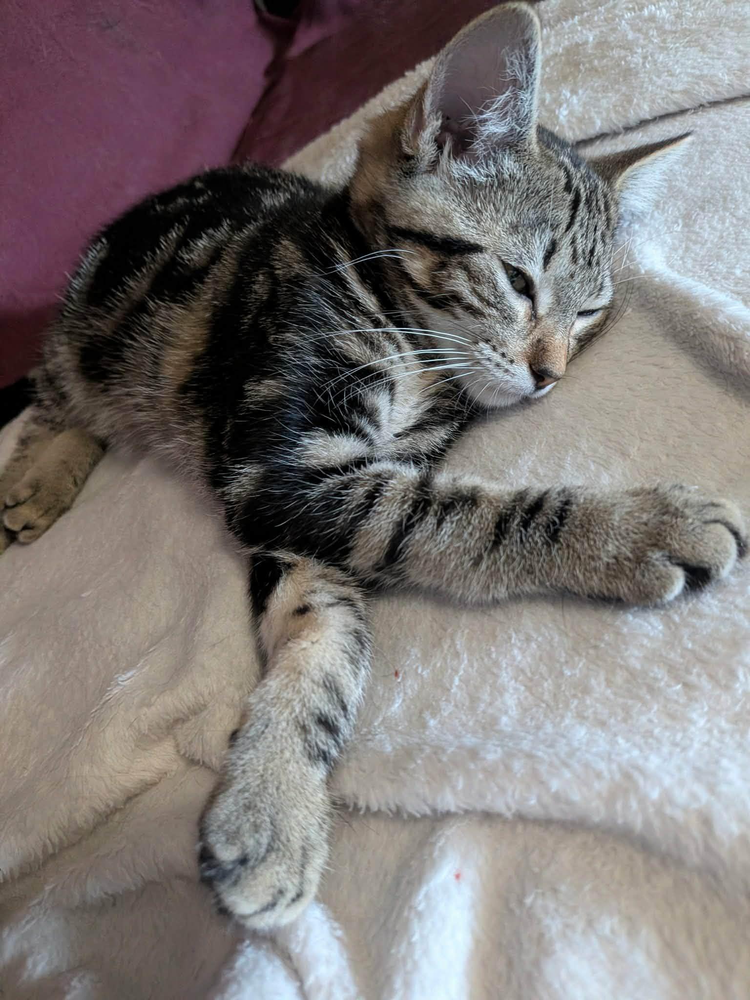 D.Va, an adopted Domestic Short Hair in Sioux Falls, SD image 2/2