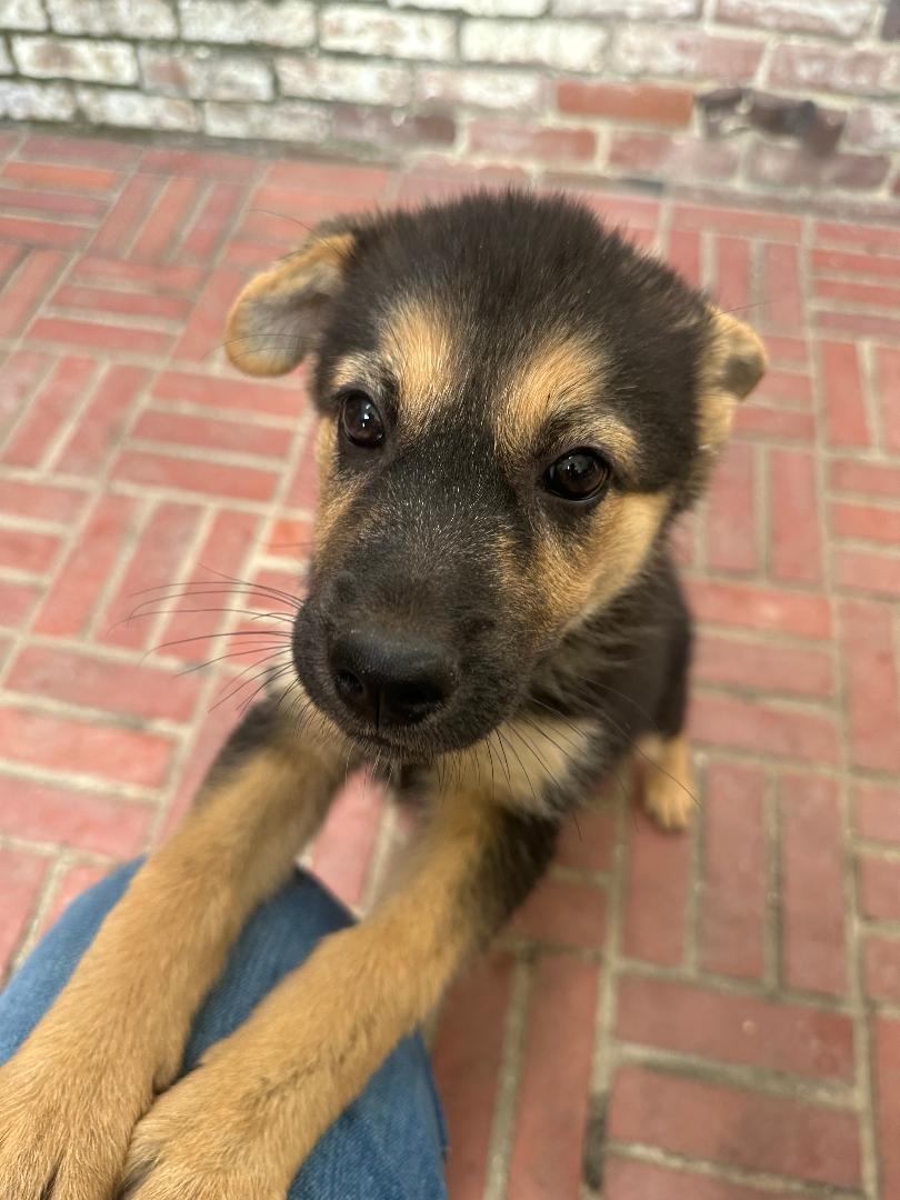 Alyx, adopted, Young Female German Shepherd Dog.