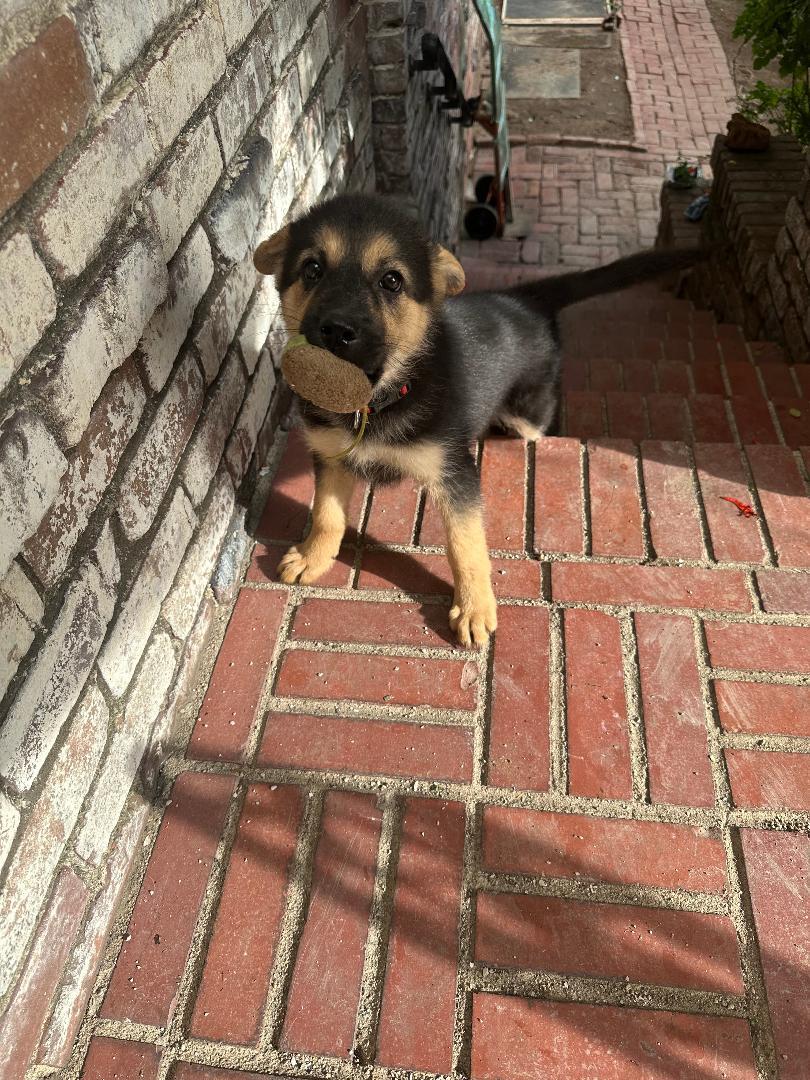 Enlarge Alyx, an adopted German Shepherd Dog in BEVERLY HILLS, CA image 2/3