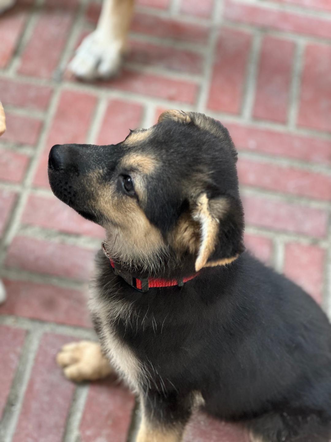 Enlarge Alyx, an adopted German Shepherd Dog in BEVERLY HILLS, CA image 3/3