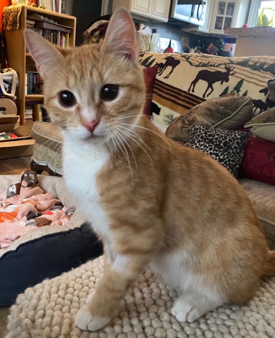 Enlarge Archibald Button, an adopted mixed breed in Philadelphia, PA image 6/6