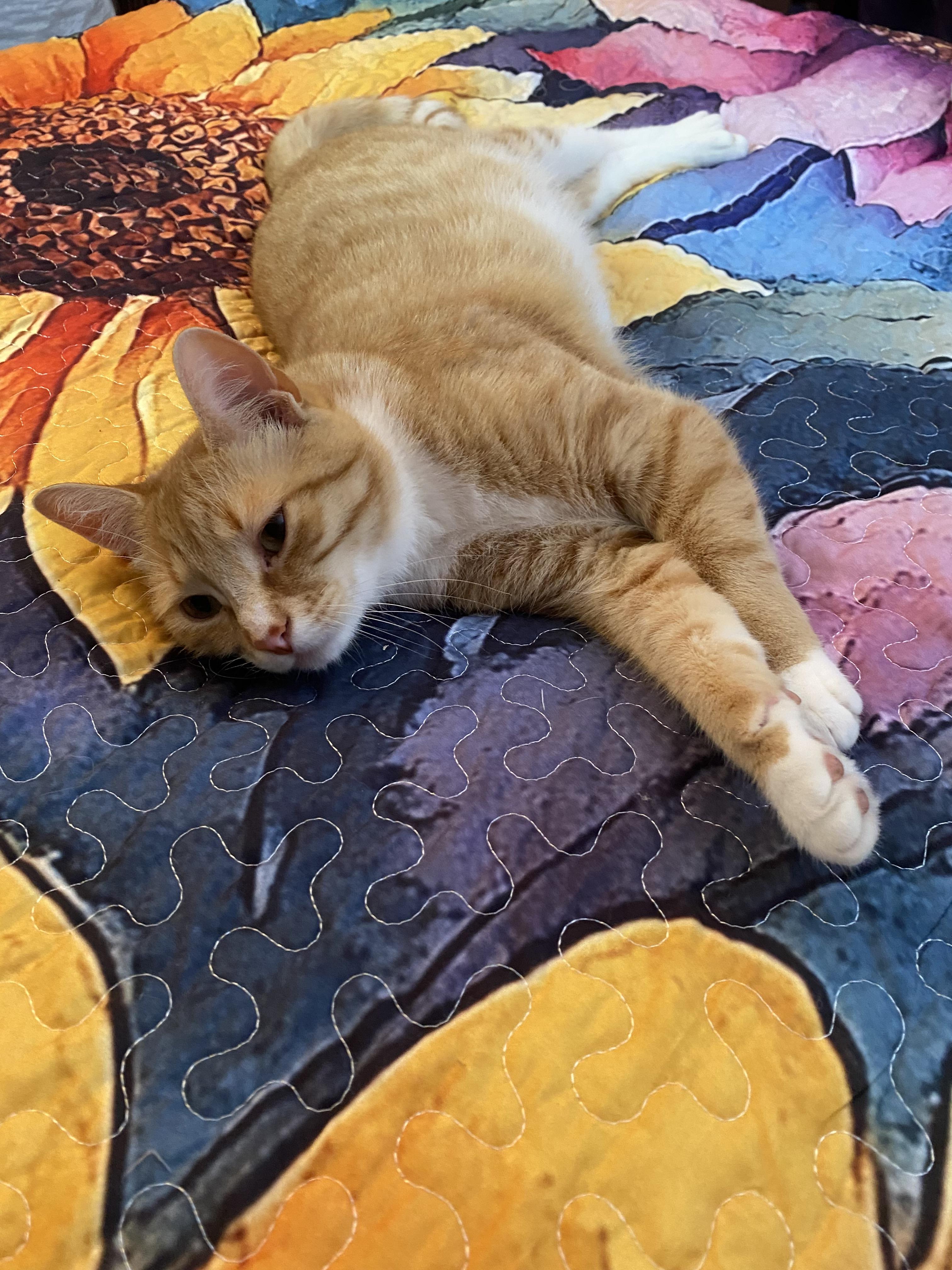 Enlarge Archibald Button, an adopted mixed breed in Philadelphia, PA image 2/6