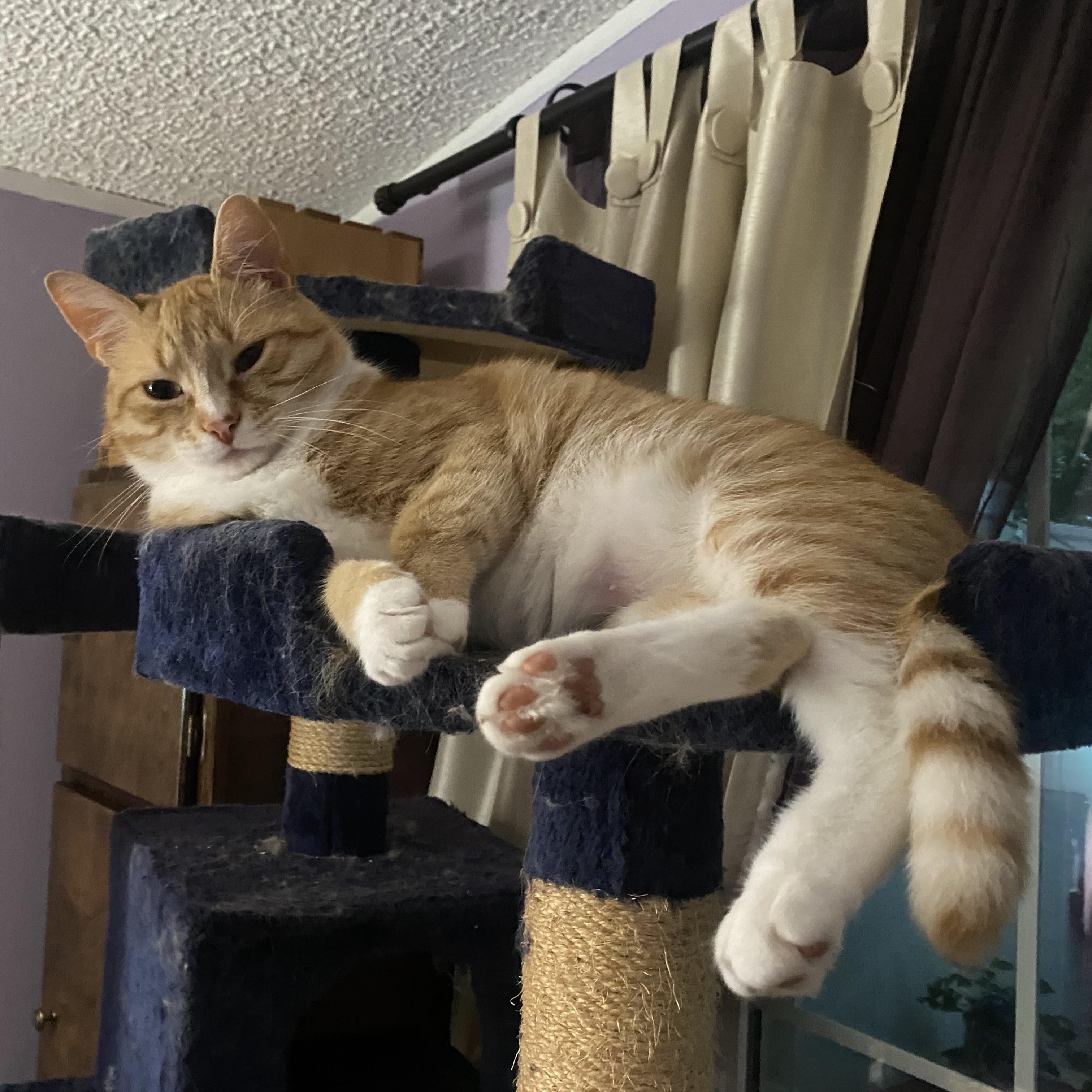 Archibald Button, Adoptable, Young Male Domestic Short Hair & Tabby.