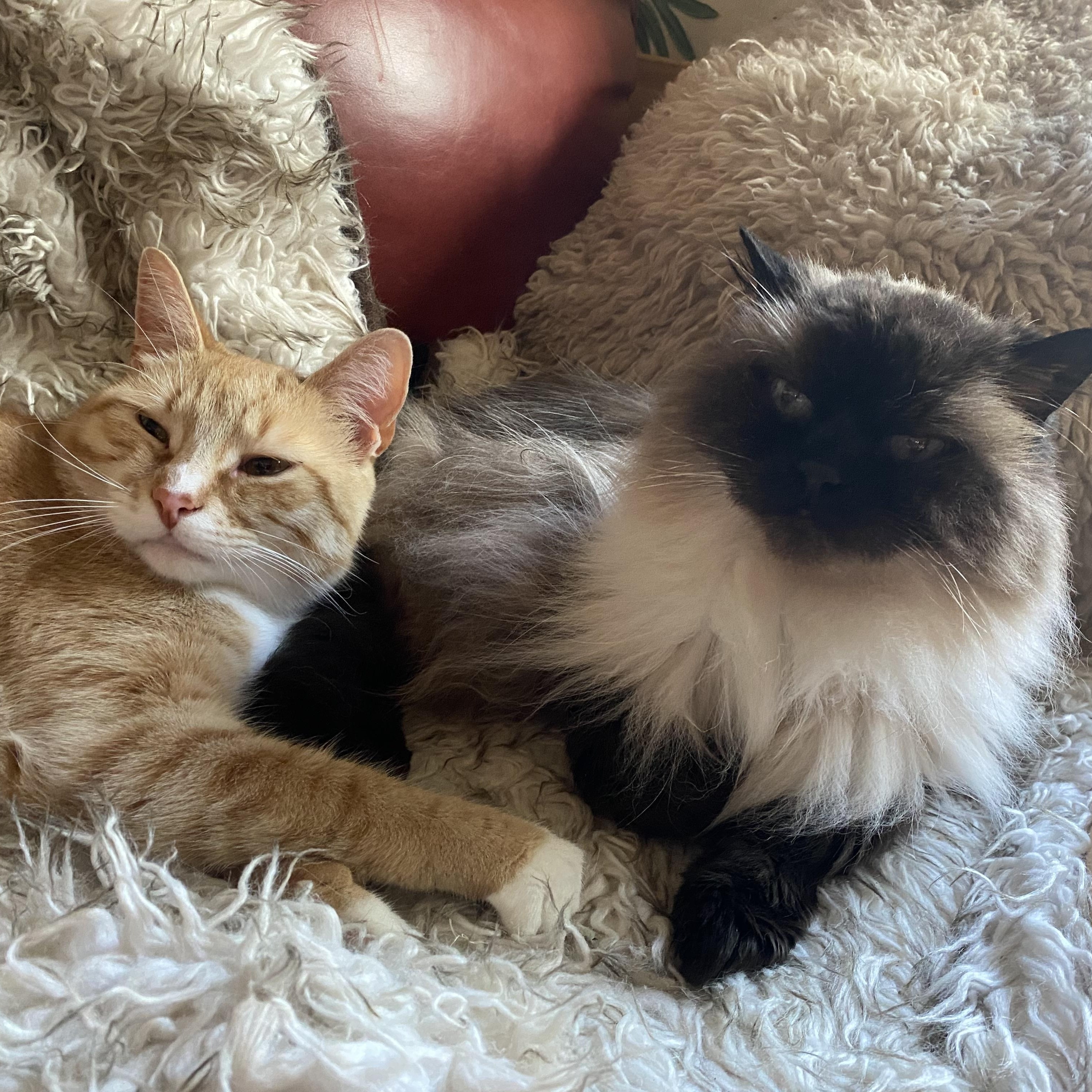 Enlarge Archibald Button, an adopted mixed breed in Philadelphia, PA image 3/6