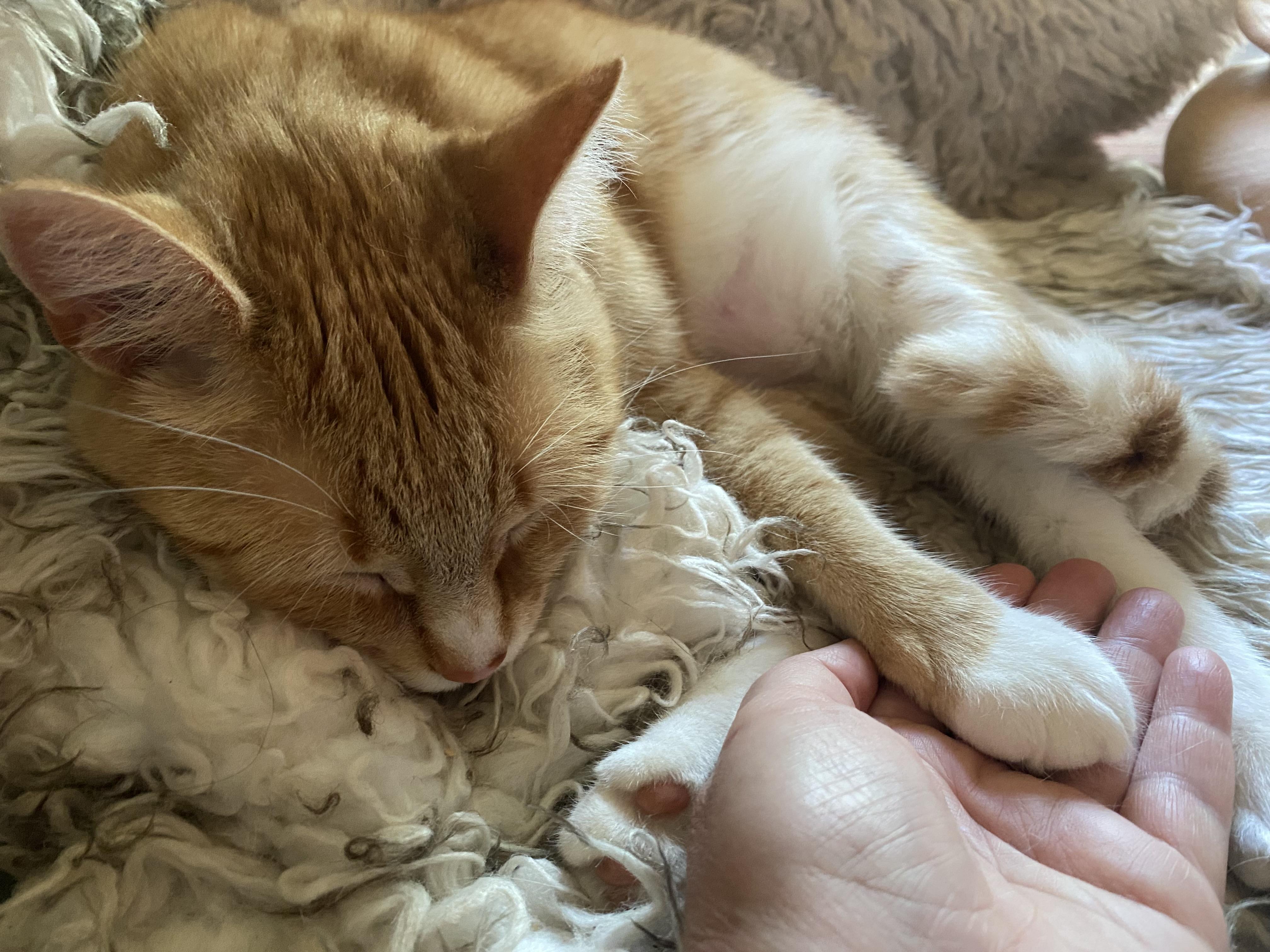 Enlarge Archibald Button, an adopted mixed breed in Philadelphia, PA image 5/6