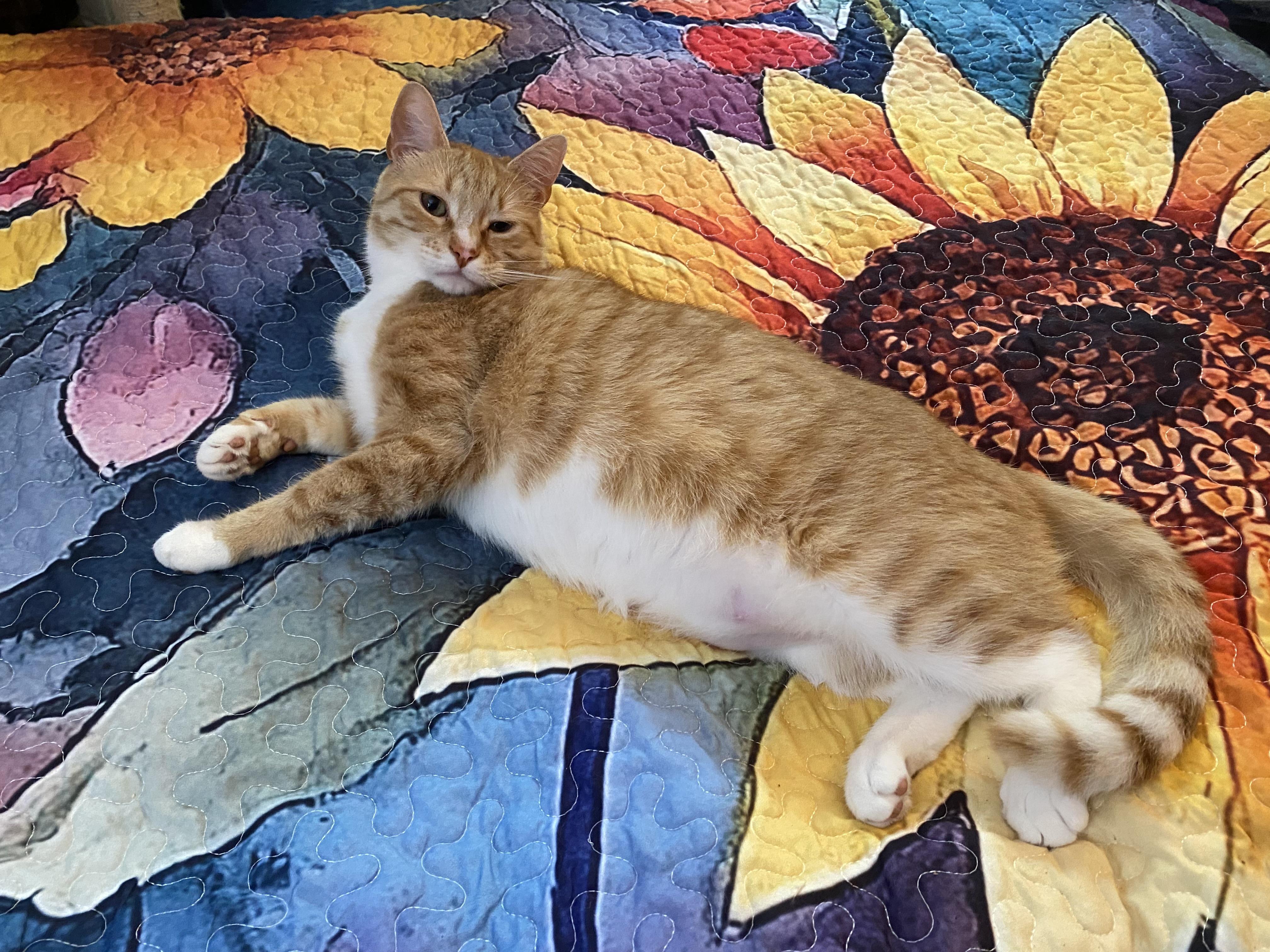 Enlarge Archibald Button, an adopted mixed breed in Philadelphia, PA image 4/6