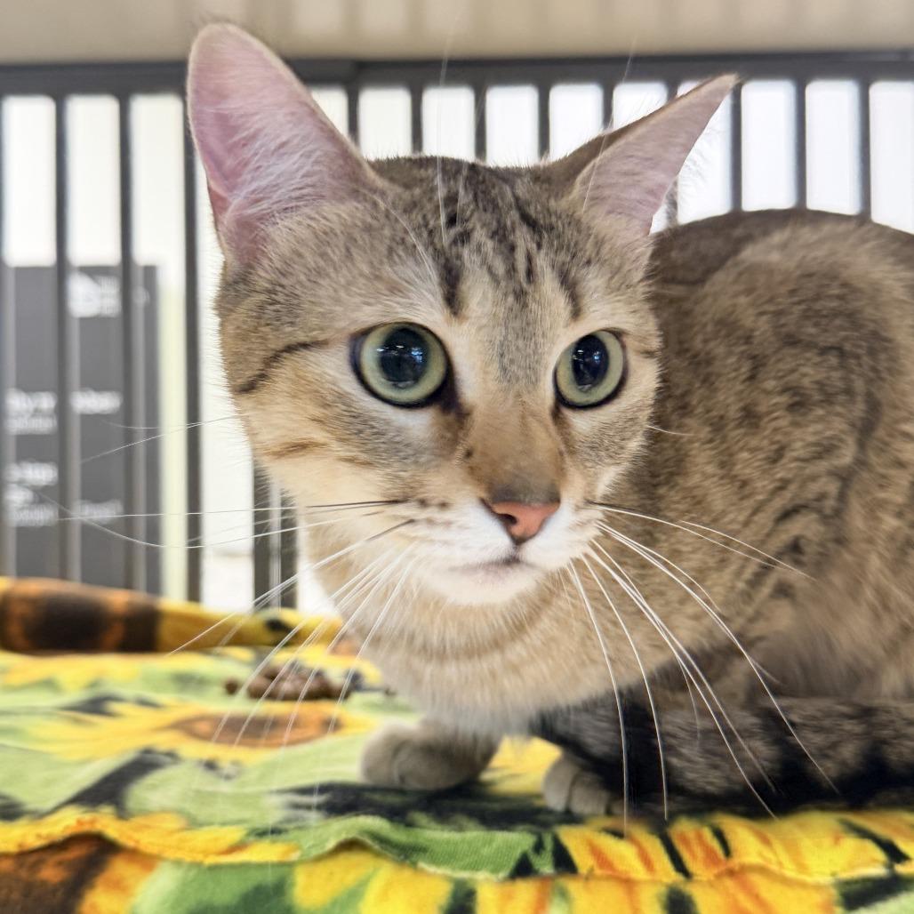 Enlarge Jagg, a Adoptable American Shorthair in Temecula, CA image 1/1