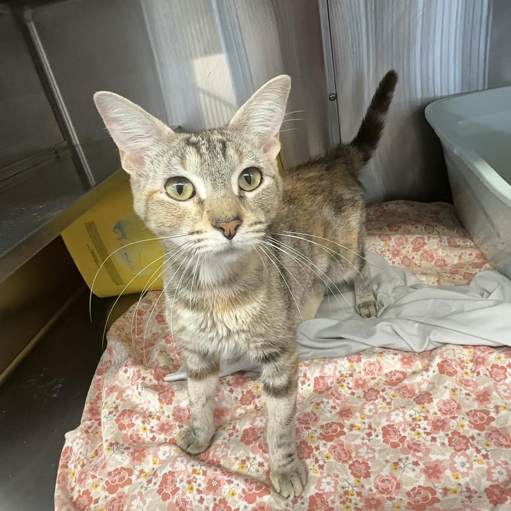 Diesel, a Adoptable Domestic Short Hair in Manhattan, KS image 1/4