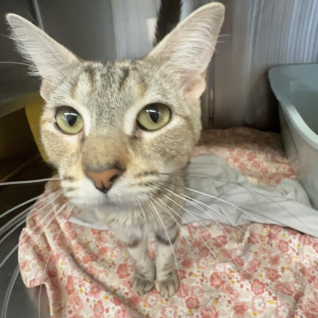Diesel, a Adoptable Domestic Short Hair in Manhattan, KS image 2/4