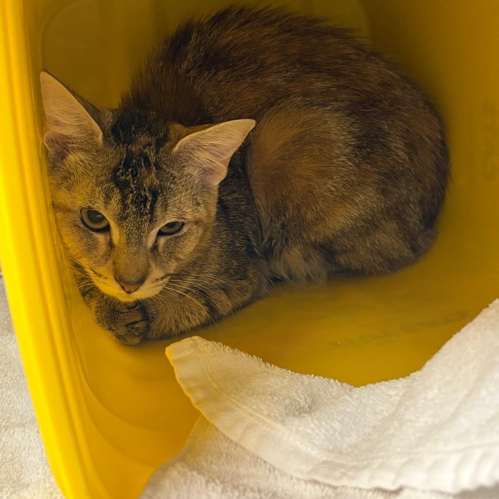 Diesel, a Adoptable Domestic Short Hair in Manhattan, KS image 3/4