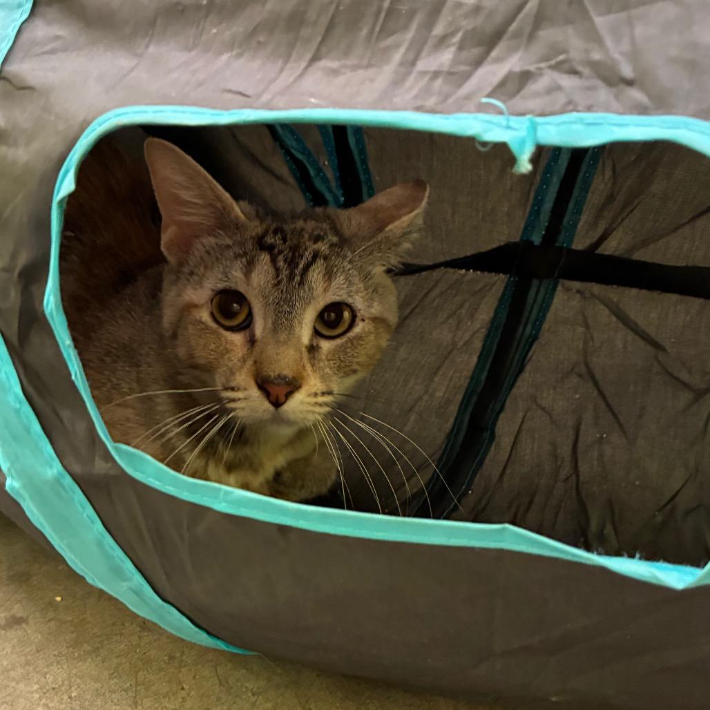 Diesel, a Adoptable Domestic Short Hair in Manhattan, KS image 4/4