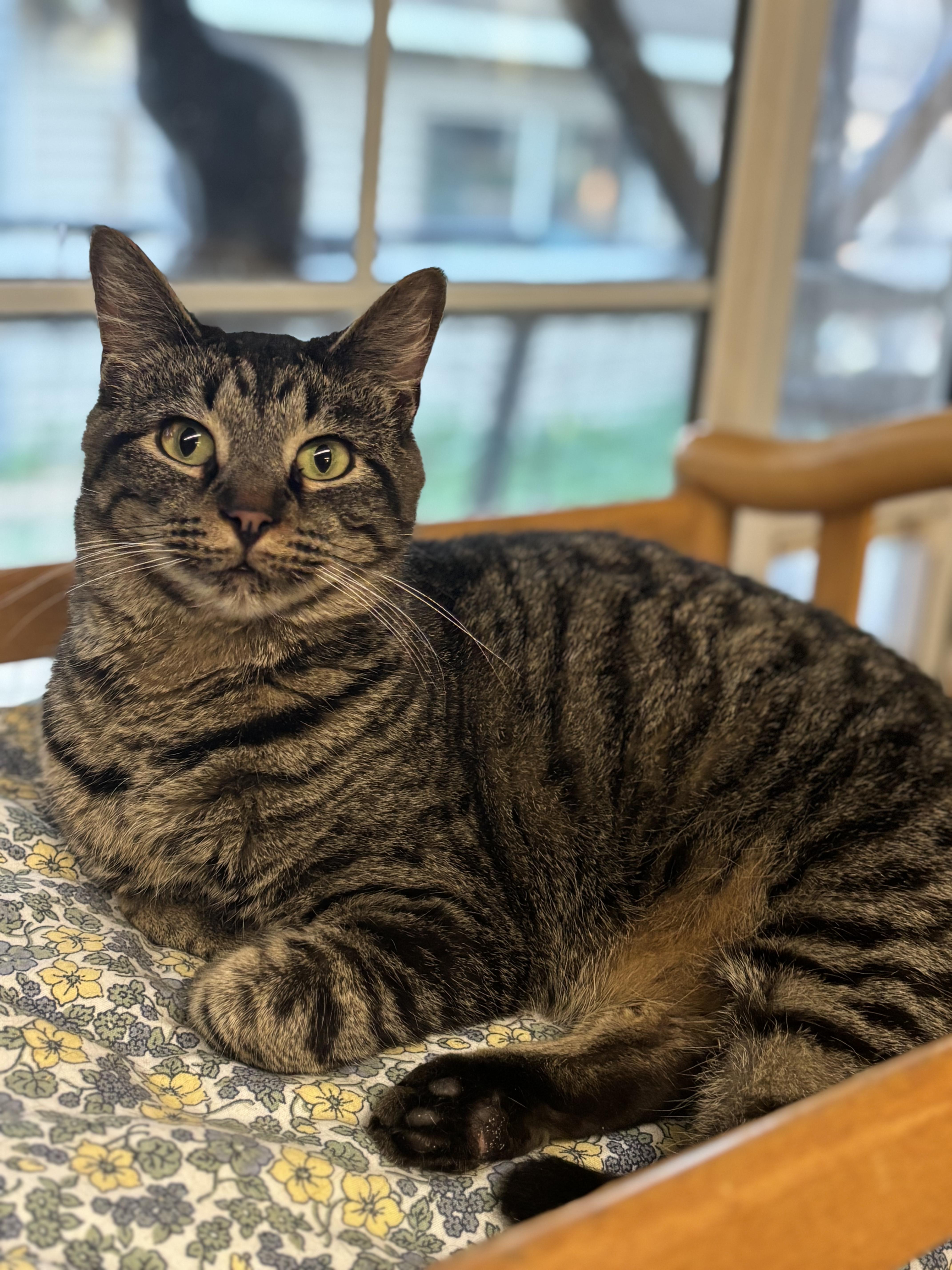 Enlarge Gus, a Adoptable Domestic Short Hair in Pardeeville, WI image 1/3