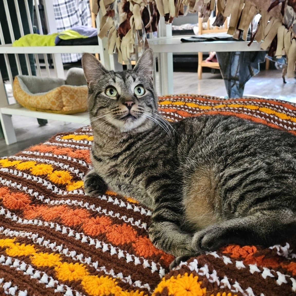 Enlarge Gus, a Adoptable Domestic Short Hair in Pardeeville, WI image 2/3