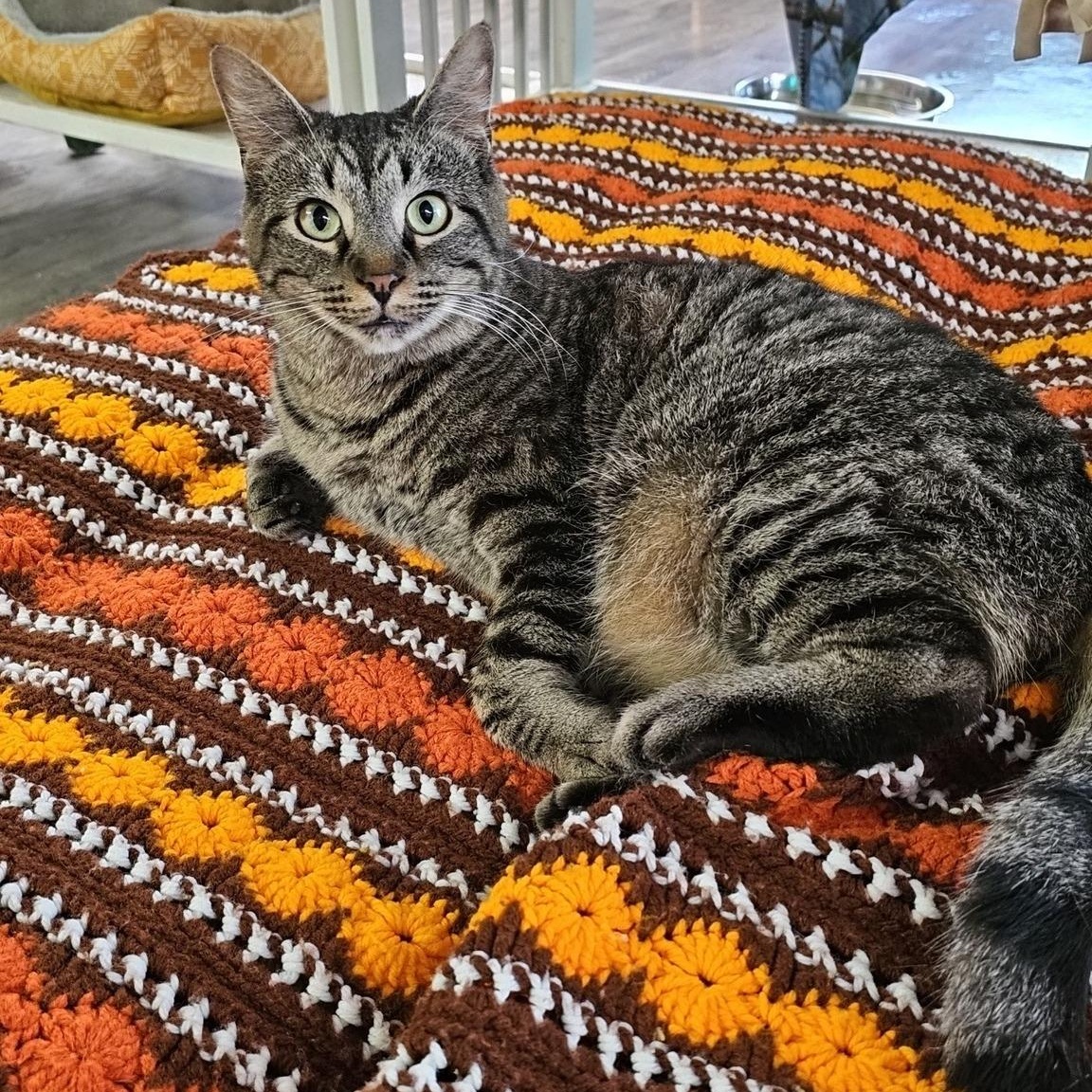 Enlarge Gus, a Adoptable Domestic Short Hair in Pardeeville, WI image 3/3