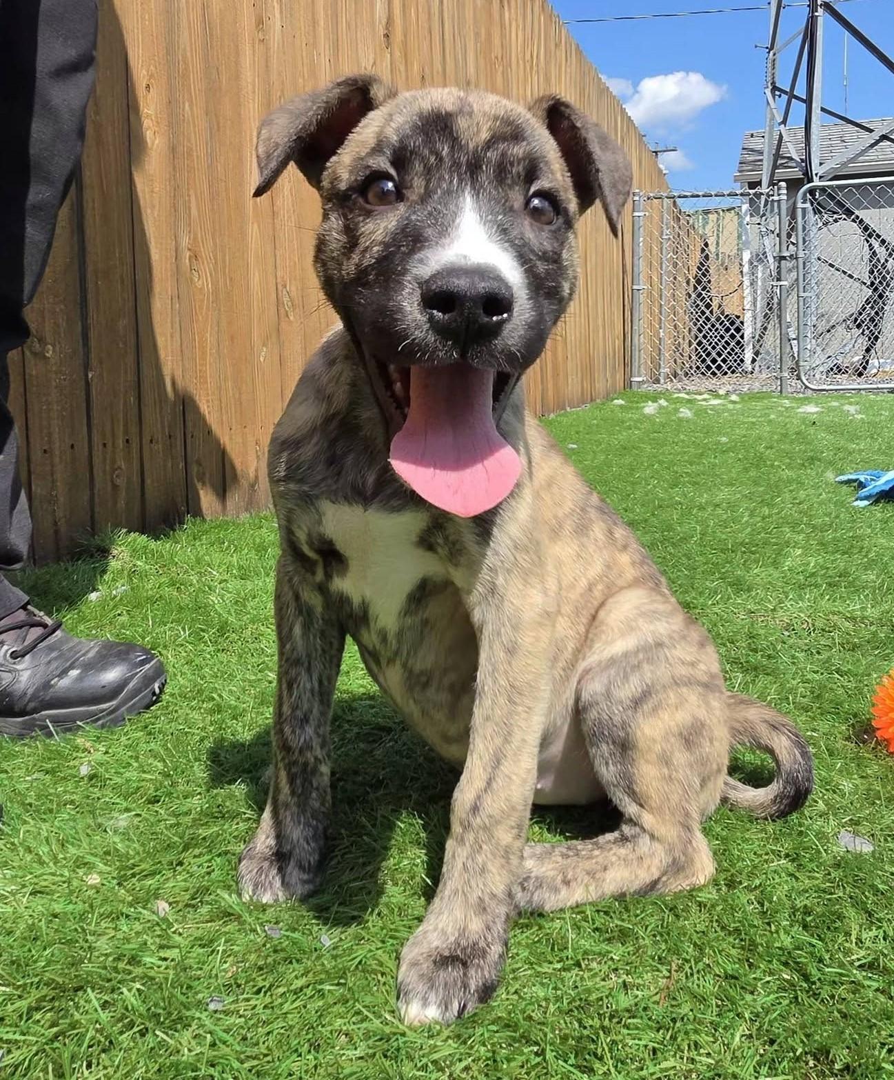 Petunia, Adoptable, Young Female Mixed Breed.