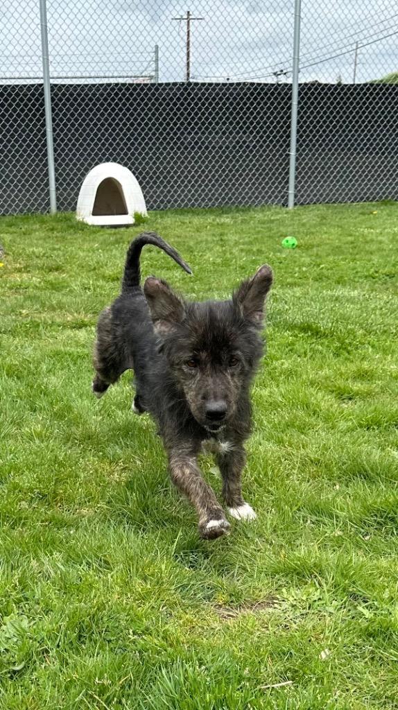 Enlarge Sky - Sponsored by River & Ben, a Adoptable mixed breed in Newberg, OR image 2/4