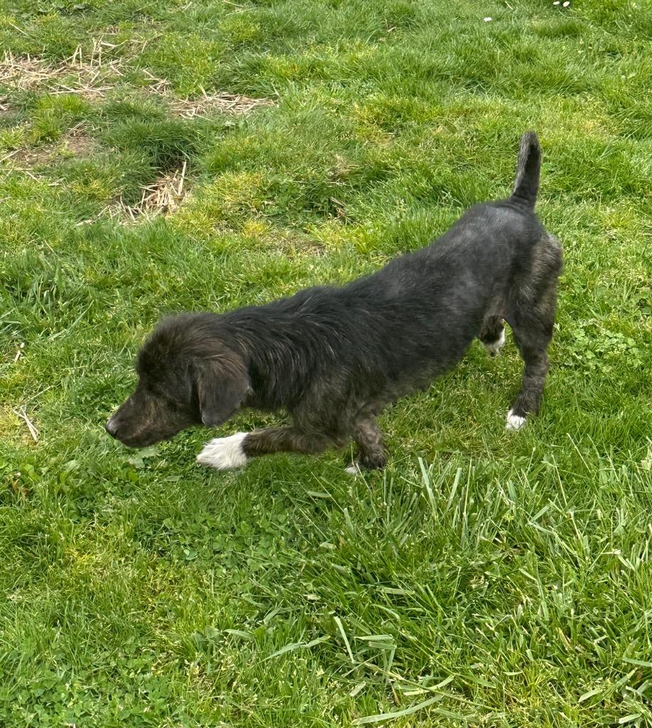 Enlarge Sky - Sponsored by River & Ben, a Adoptable mixed breed in Newberg, OR image 3/4