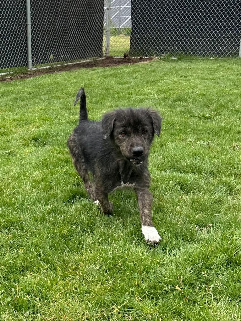 Enlarge Sky - Sponsored by River & Ben, a Adoptable mixed breed in Newberg, OR image 4/4