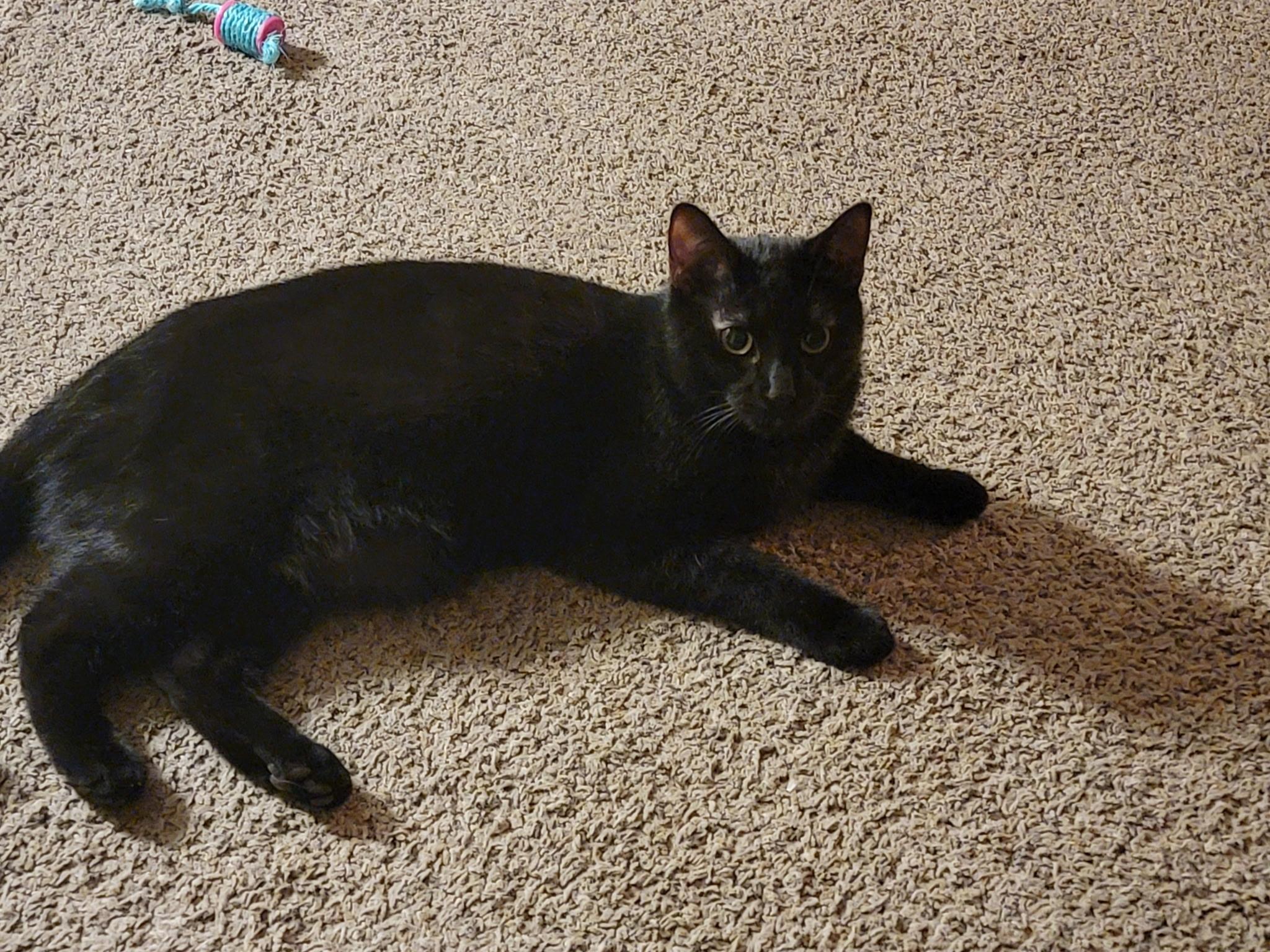 Enlarge Nightshade, a Adoptable Domestic Short Hair in Lemont, IL image 6/6