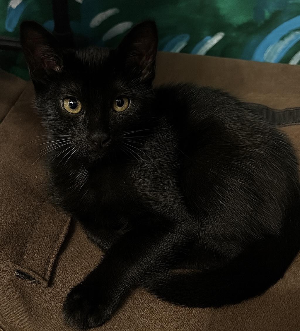Nightshade, a Adoptable Domestic Short Hair in Lemont, IL image 4/5