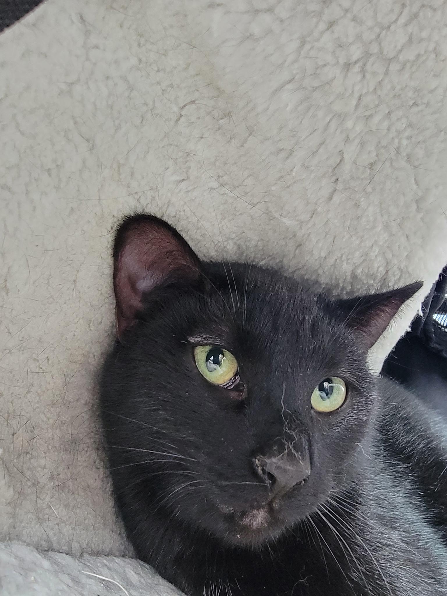 Enlarge Nightshade, a Adoptable Domestic Short Hair in Lemont, IL image 1/6