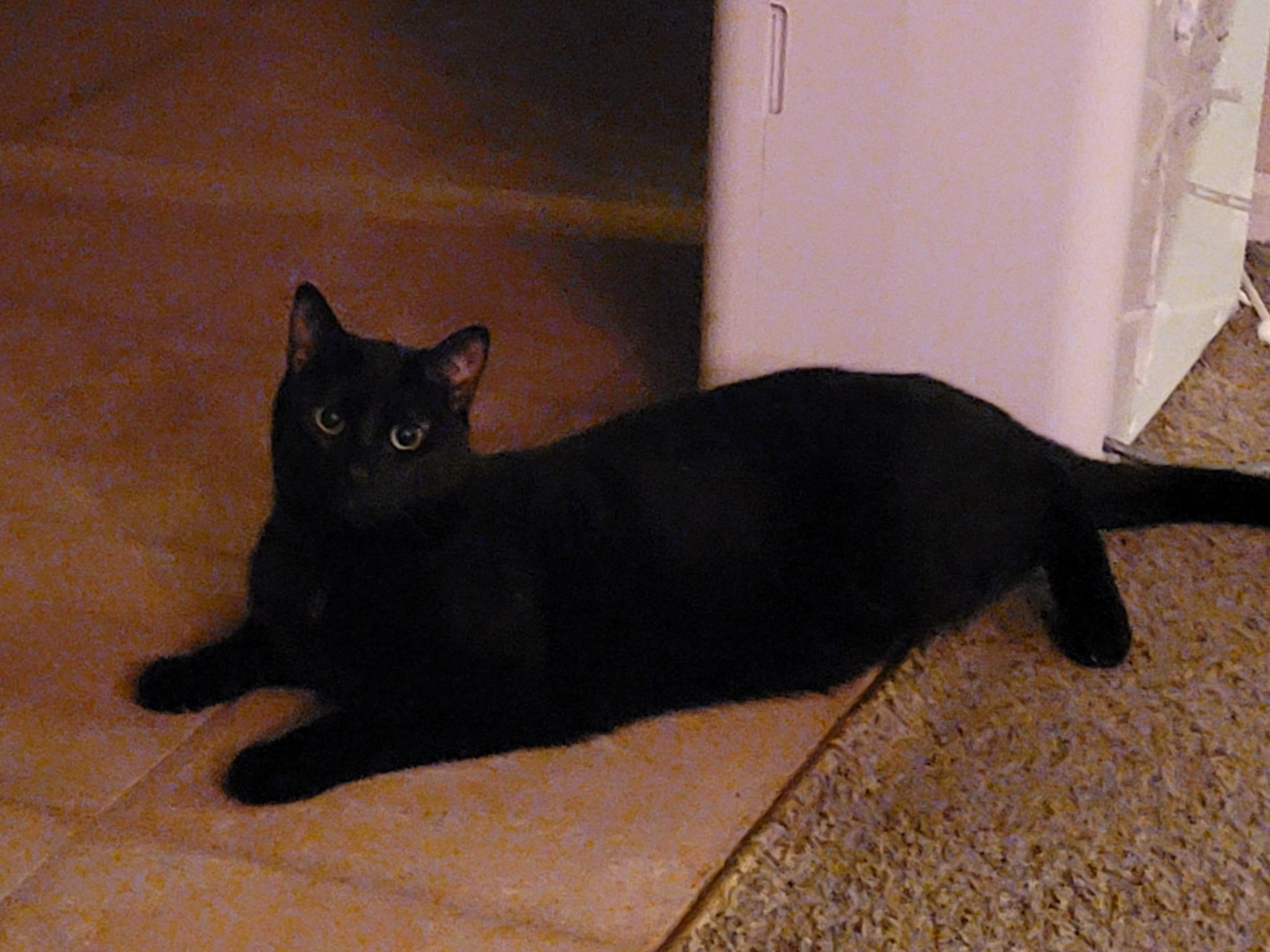 Enlarge Nightshade, a Adoptable Domestic Short Hair in Lemont, IL image 1/6